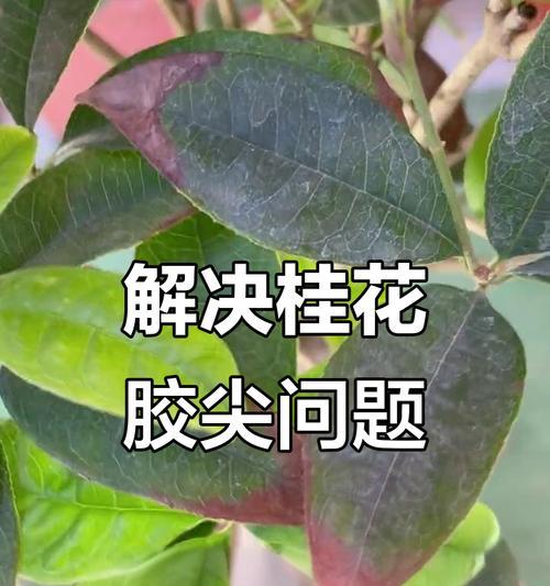 桂花叶片黄尖是什么原因？桂花黄叶尖的解决措施有哪些？