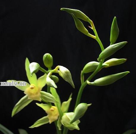 绿色兰花品种有哪些？养护技巧是什么？