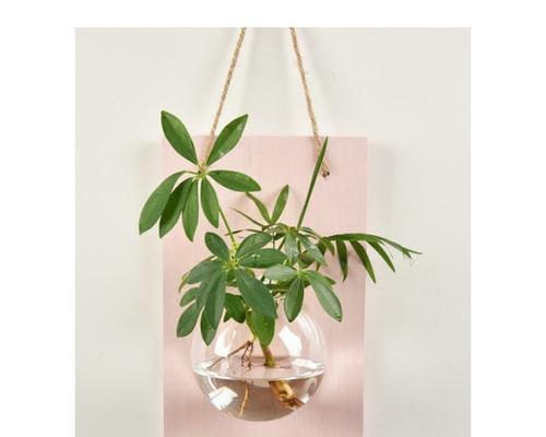 吊挂植物有哪些？如何选择适合的吊挂植物？