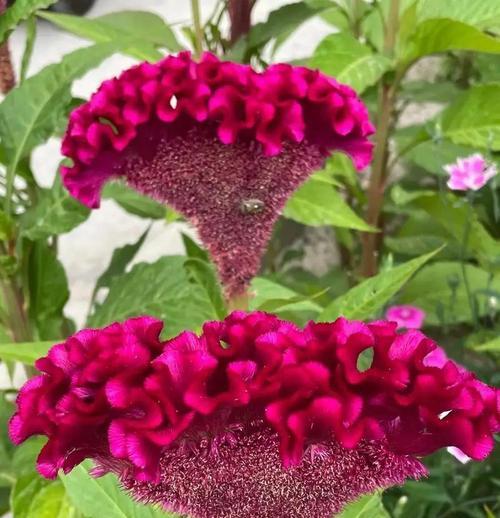 鸡冠花什么时候播种？鸡冠花的播种和养护方法？