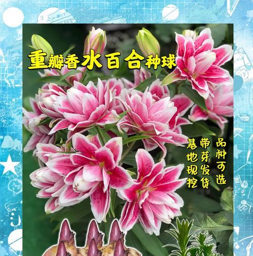 秋天有哪些常见的花？如何在秋季欣赏和养护花卉？