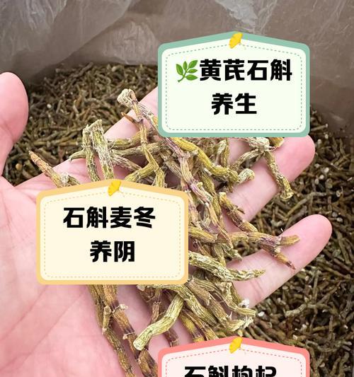 石斛叶子黄了怎么办？如何进行有效的处理？