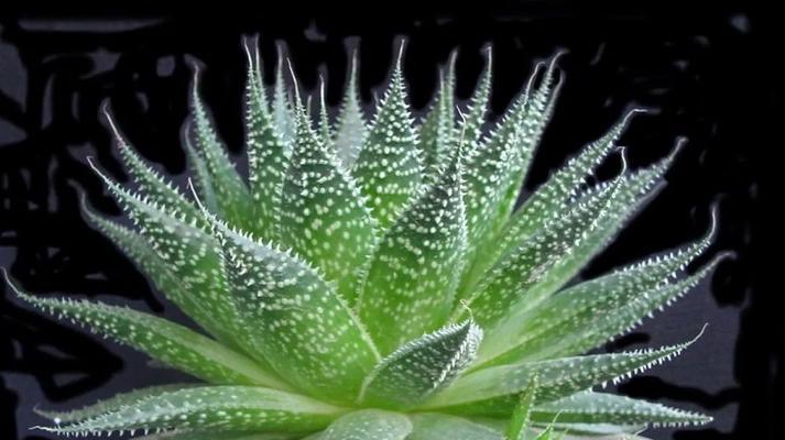 芦荟有几种品种？芦荟品种的养护方法是什么？