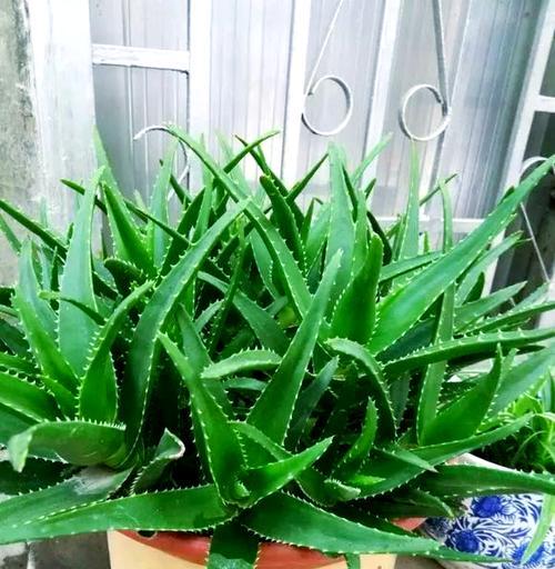 芦荟有几种品种？芦荟品种的养护方法是什么？