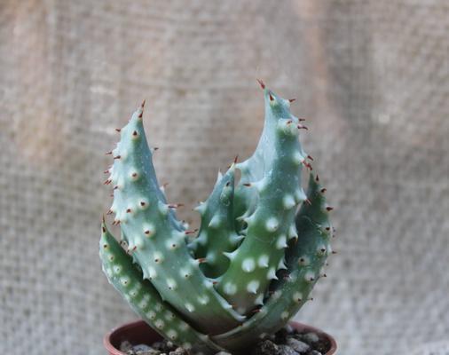 芦荟有几种品种？芦荟品种的养护方法是什么？