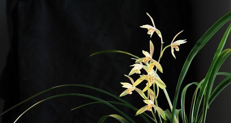 君子兰都有哪些品种？各自的花色是什么？