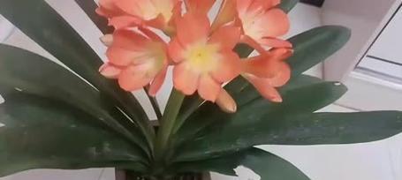 君子兰都有哪些品种？各自的花色是什么？