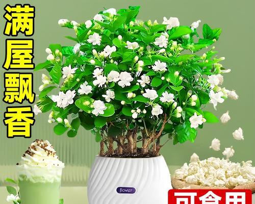 哪些有香味的花既好养又易管理？