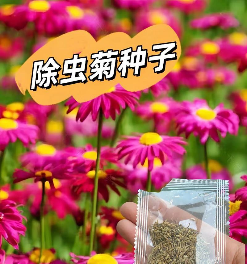 哪些花卉能够有效驱赶蚊虫？