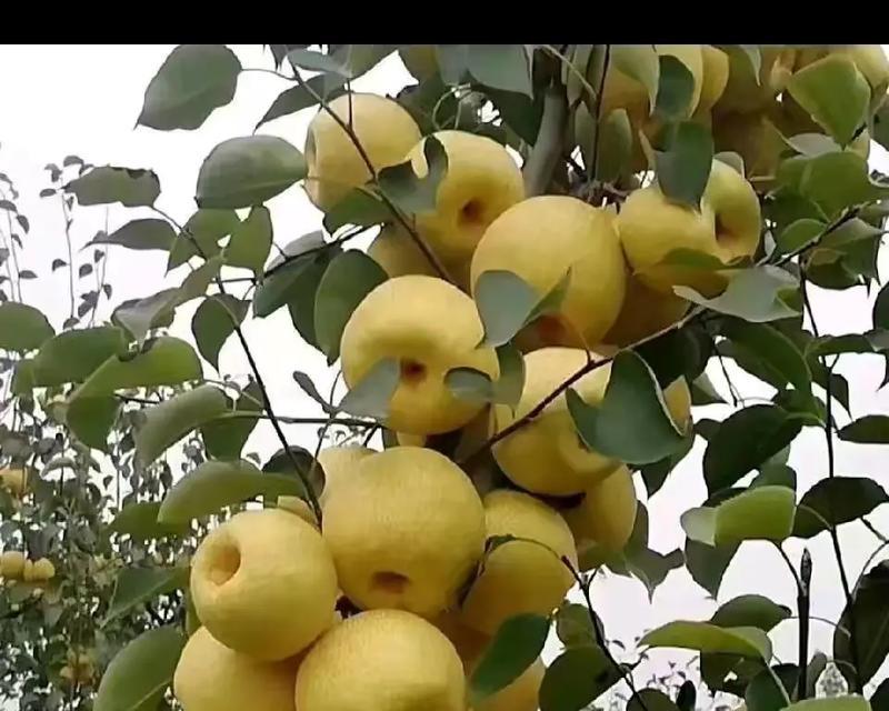 散竹修剪的最佳时机和方法是什么？