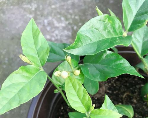 散竹修剪的最佳时机和方法是什么？