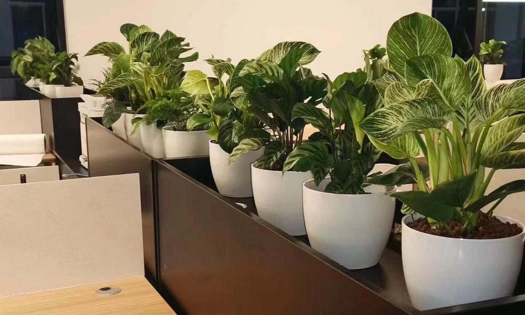 哪些植物最适合办公室环境？