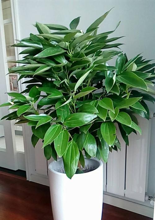 哪些植物最适合办公室环境？