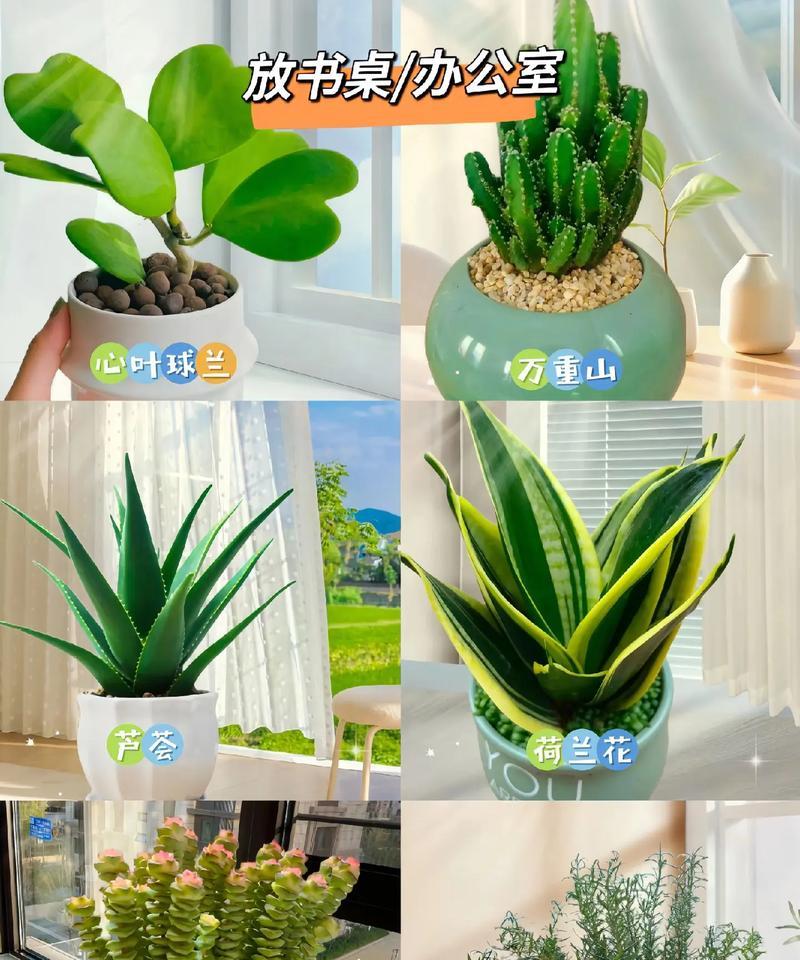 哪些植物最适合办公室环境？