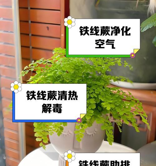 铁线蕨繁殖方法有哪些？如何正确繁殖铁线蕨？