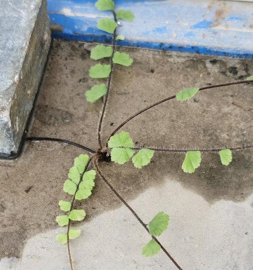 铁线蕨繁殖方法有哪些？如何正确繁殖铁线蕨？