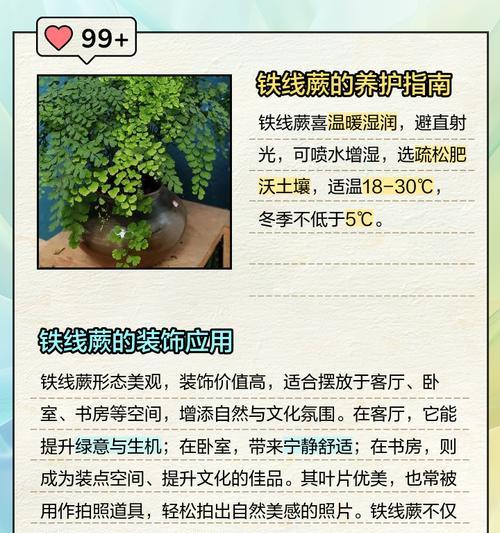铁线蕨繁殖方法有哪些？如何正确繁殖铁线蕨？