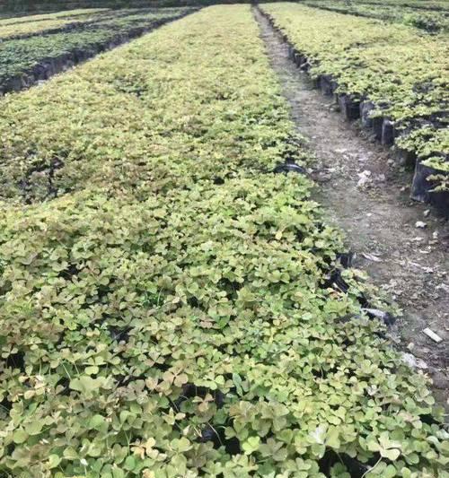 三叶草种植步骤是什么？如何确保其良好生长？