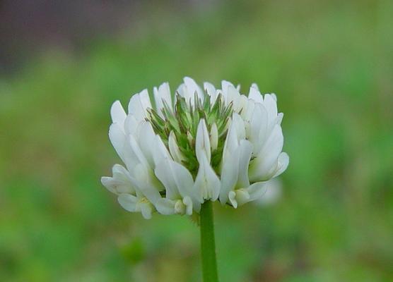 三叶草种植步骤是什么？如何确保其良好生长？