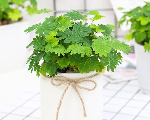 盆栽含羞草怎么养？养护要点有哪些？