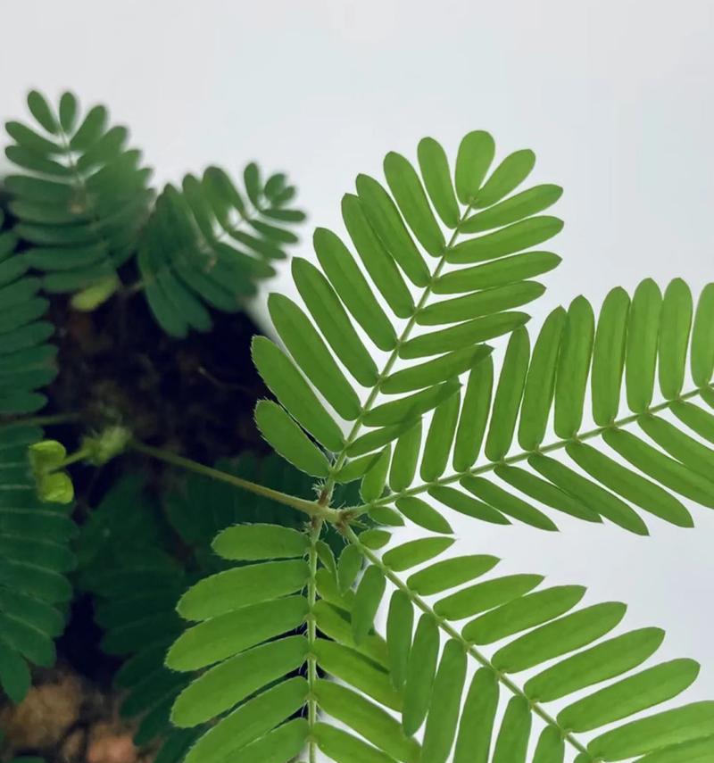 盆栽含羞草怎么养？养护要点有哪些？