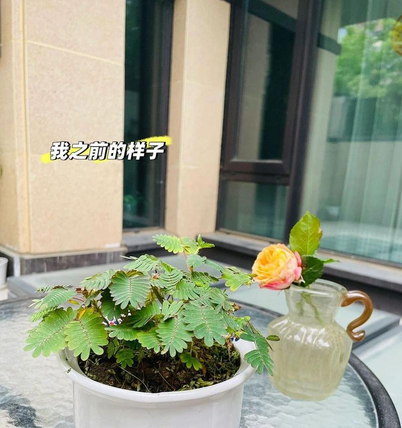 盆栽含羞草怎么养？养护要点有哪些？