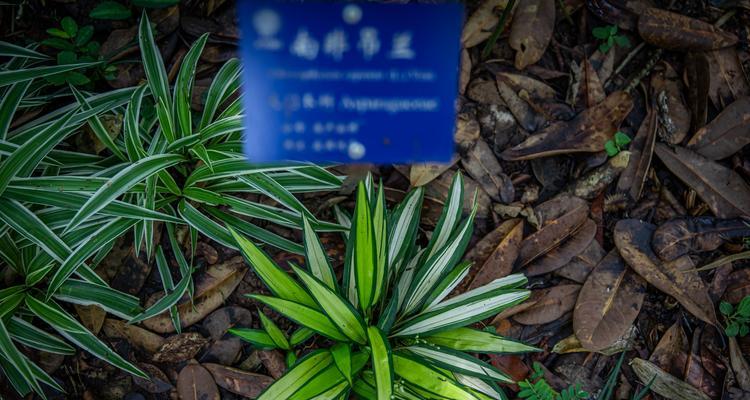 吊兰好品种有哪些？如何正确养护吊兰？