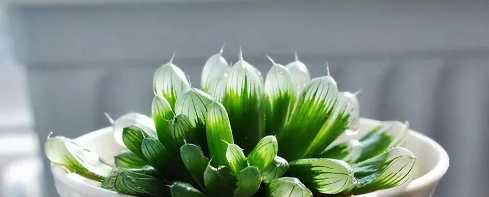 草玉露浇水需要注意什么？如何避免根部腐烂？