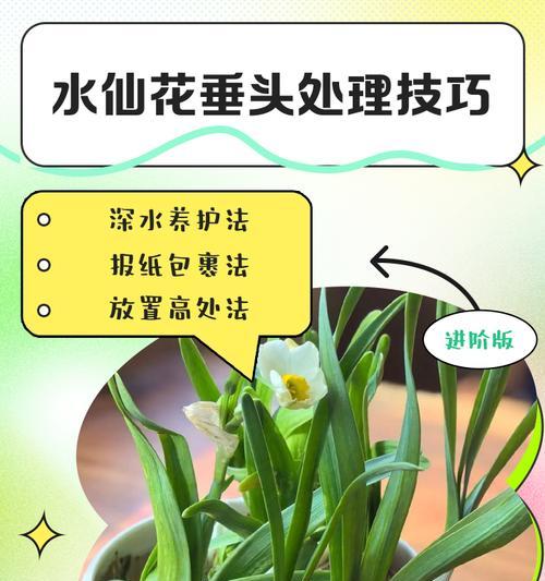 水仙根部腐烂的处理方法？