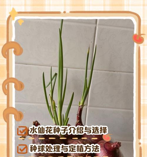 水仙根部腐烂的处理方法？
