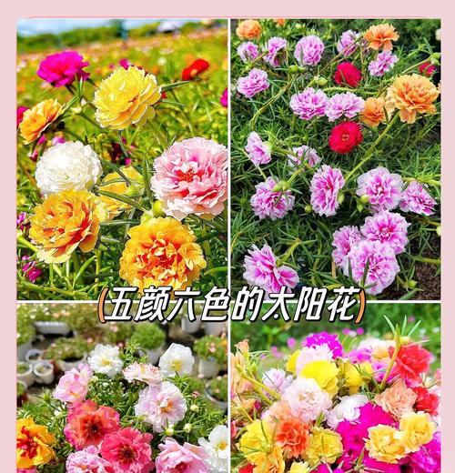 太阳花种植的正确方法和注意事项是什么？