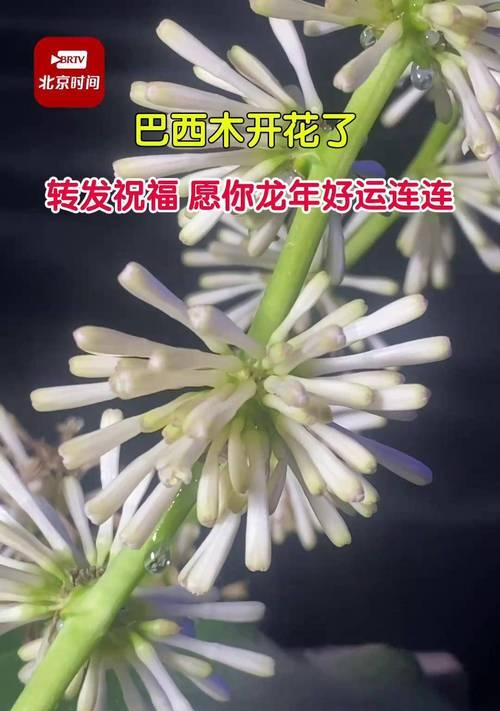 巴西木开花的条件和养护方法是什么？