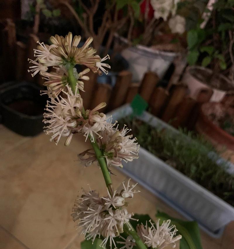 巴西木开花的条件和养护方法是什么？