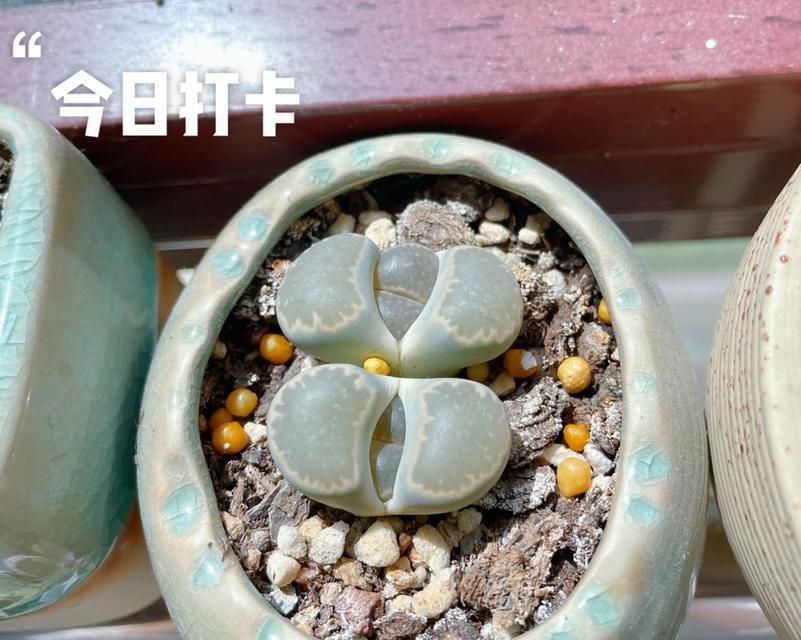 屁股花的养殖技巧有哪些？