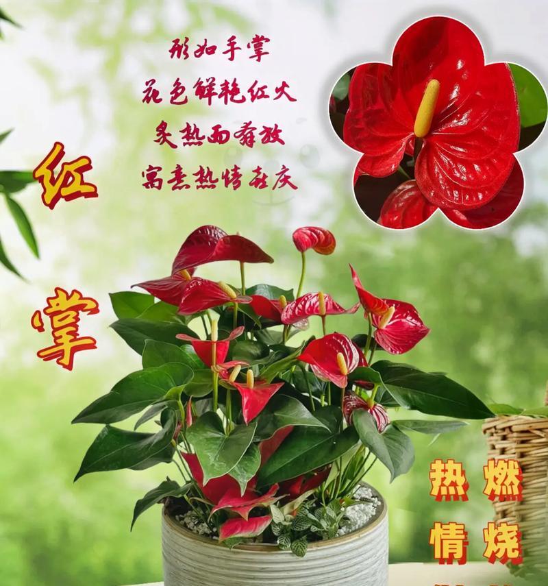 哪些花适合水培？水培花卉有哪些好处？