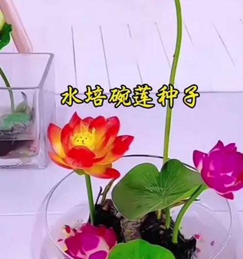 哪些花适合水培？水培花卉有哪些好处？