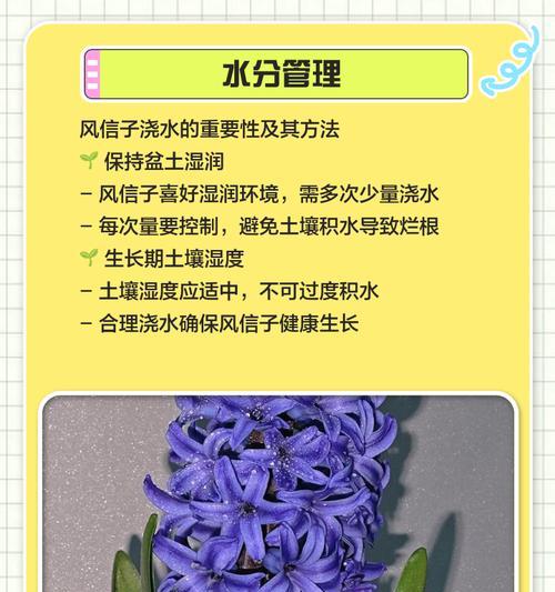 风杏子的养殖方法和注意事项是什么？