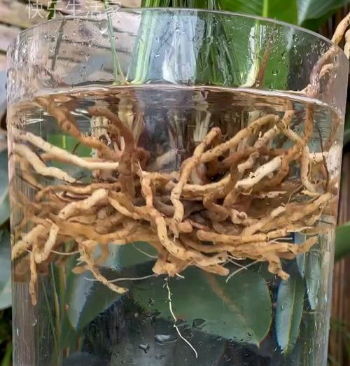 蓝花不开花怎么办？