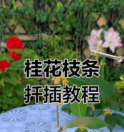 桂花插枝成活率高的秘诀是什么？