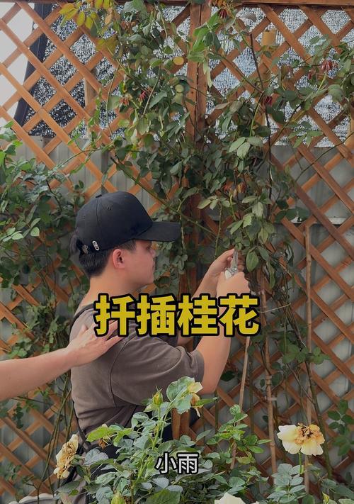 桂花插枝成活率高的秘诀是什么？