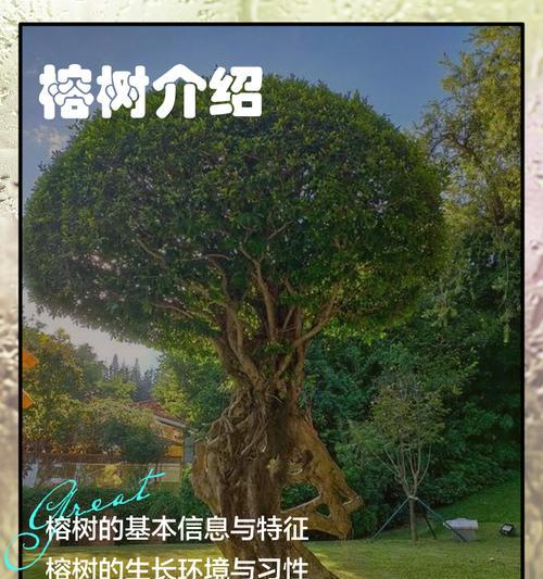 榕树烂根的急救措施和预防策略是什么？