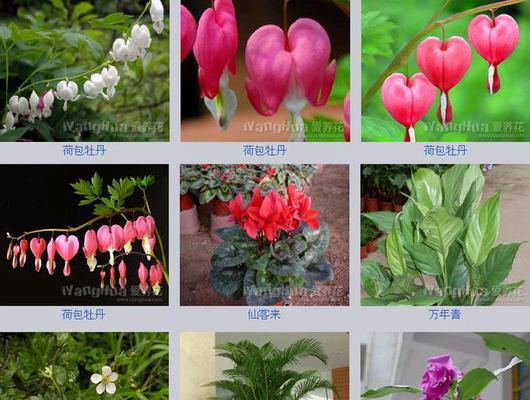 花的种类有哪些？如何分类和识别各种花卉？