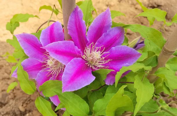 花的种类有哪些？如何分类和识别各种花卉？