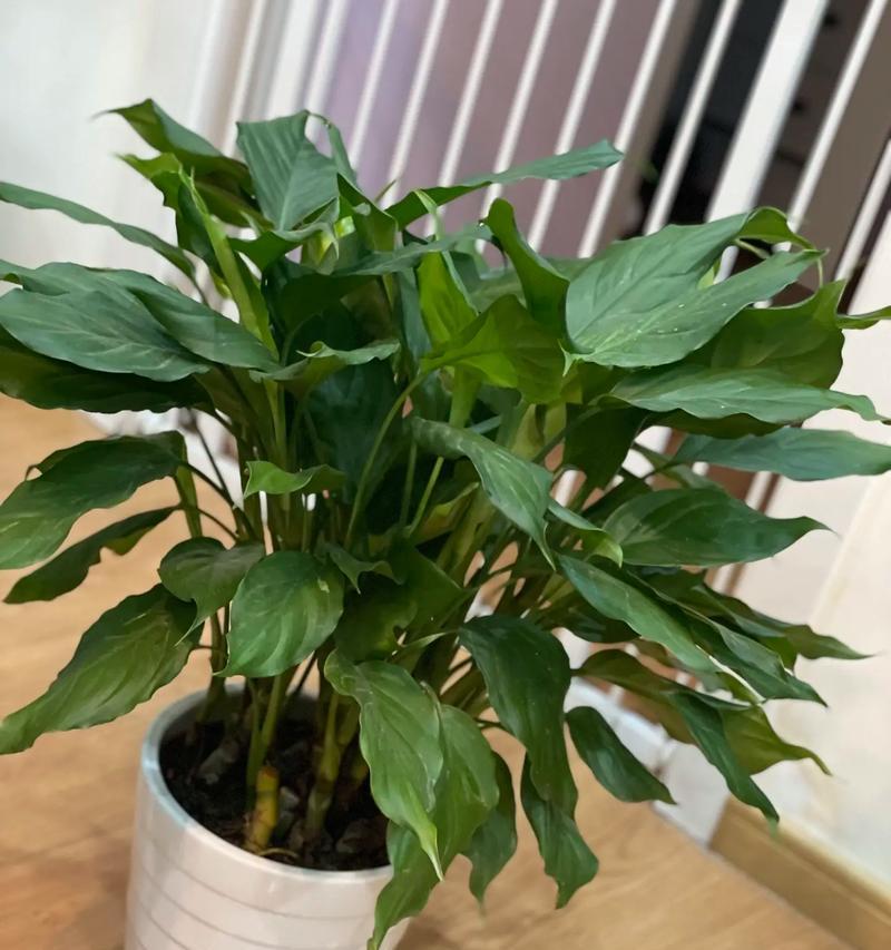 万年青具体是一种什么花卉？