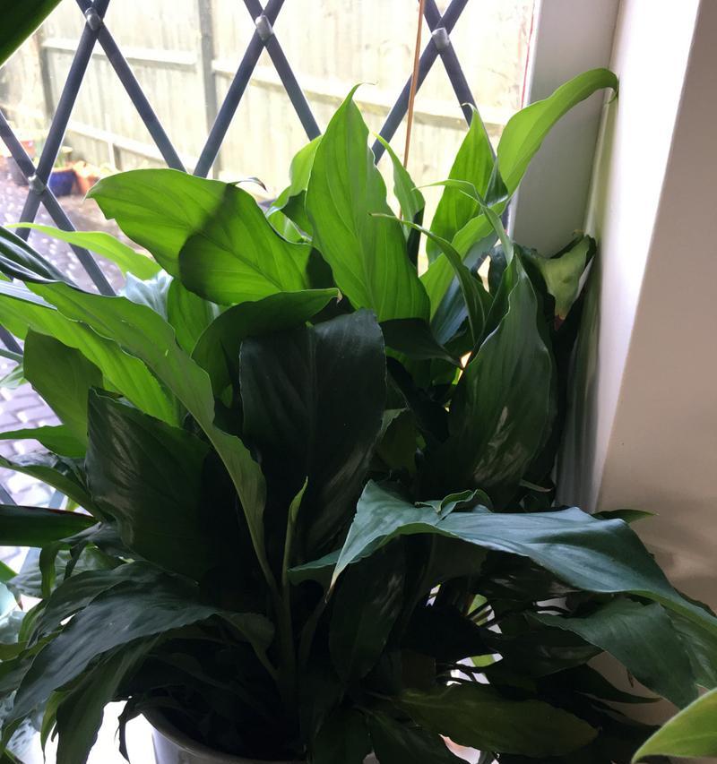 万年青具体是一种什么花卉？