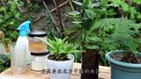豆瓣绿烂根的原因及处理方法是什么？如何预防？