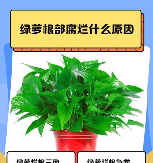 豆瓣绿烂根的原因及处理方法是什么？如何预防？