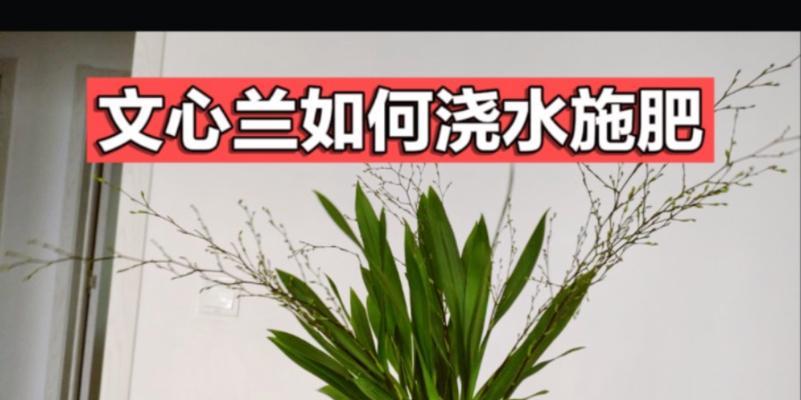 文心兰的正确浇水方法是什么？如何避免过度浇水？