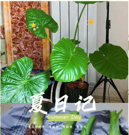 滴水观音的正确养护方法是什么？