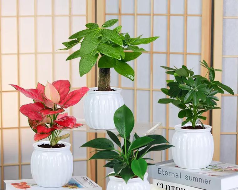 发财树用什么盆？选择适合发财树的花盆类型是什么？